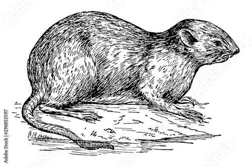Muskrat vintage illustration.