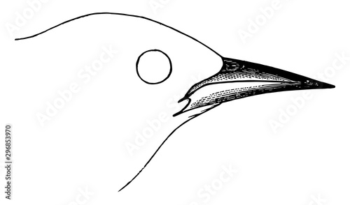 Oriole Bill vintage illustration.