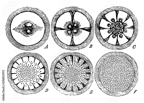 The Segmentation of the Vitellus vintage illustration.