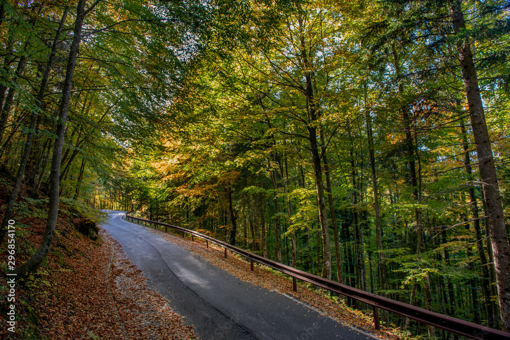 Fototapeta premium bend in mountain road in the forest