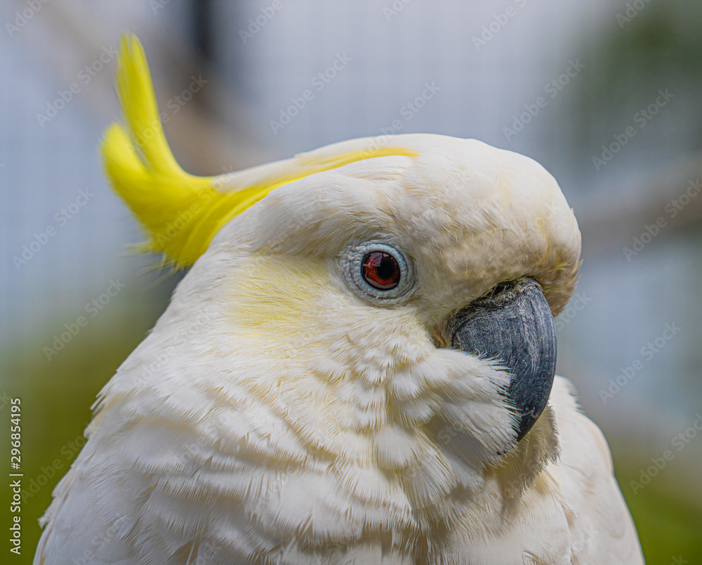 Yellow Crested Cookatoo Parrot Close up View showing white feather yellow head feathers eyes and beak
