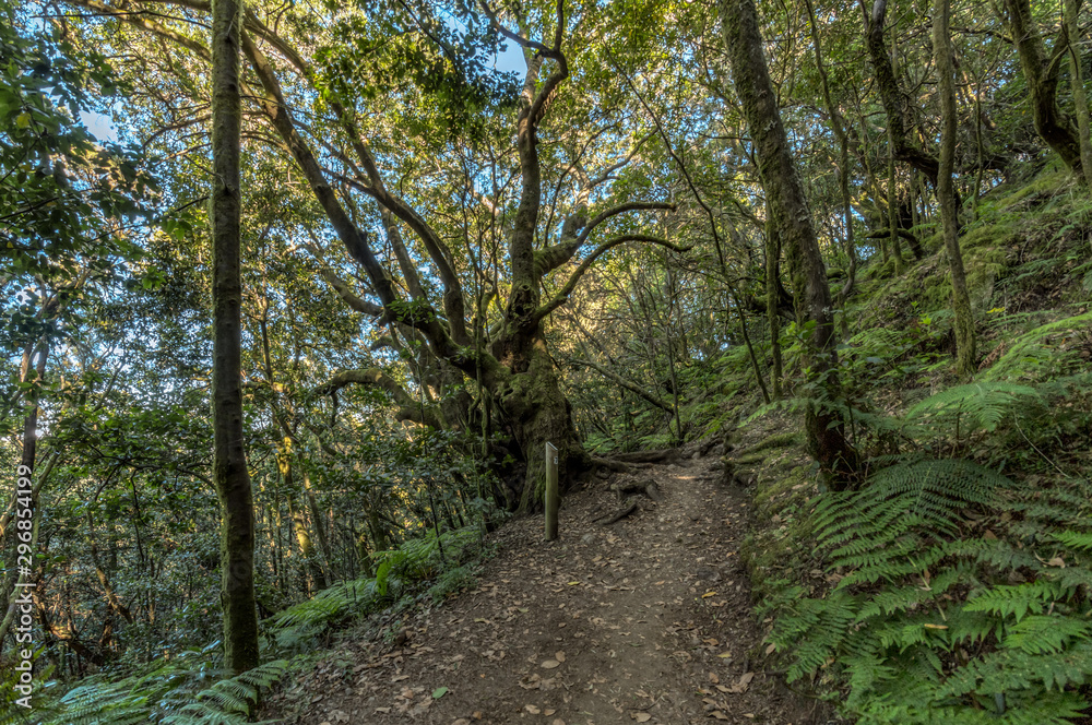 Relict forest on the slopes of the mountain range of the Garajonay National Park. Giant Laurels and Tree Heather along narrow winding paths. Paradise for hiking. Travel postcard. La Gomera, Spain. Relict forest on the slopes of the mountain range of the Garajonay National Park. Giant Laurels and Tree Heather along narrow winding paths. Paradise for hiking. Travel postcard. La Gomera, Spain.
