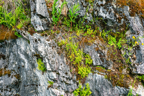 Old marble rock overgrown with green vegetation and moss is close