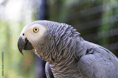 Close up low angle view of African Grey Gray Parrot showing head plumage feathers eyes and beak