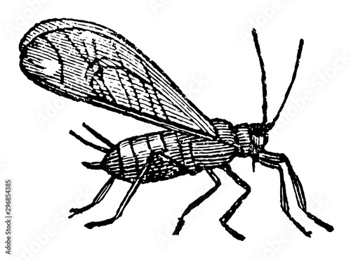 Winged Aphides or Plant Lice vintage illustration.