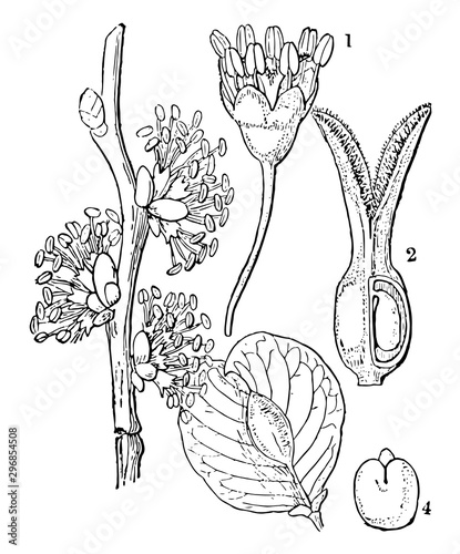 Elm vintage illustration.