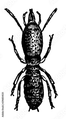 Soldier Termes Lucifugus vintage illustration.