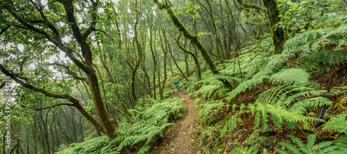 Relict forest on the slopes of the oldest mountain range of the island of Tenerife. Giant Laurels and Tree Heather along narrow winding paths. Paradise for hiking. Super wide panorama. Canary Islands photo