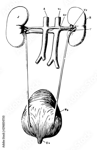 Renal Organs vintage illustration.