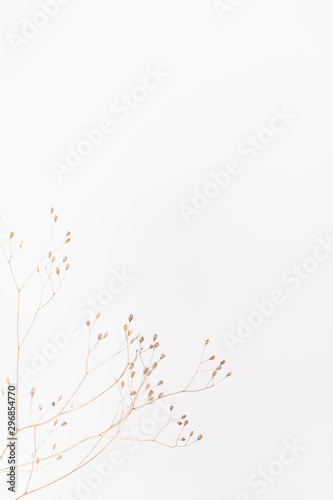 Delicate Dry Grass Branch on White Background