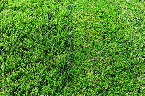 Green fresh grass. Partially cut grass lawn. Difference between perfectly mowed, trimmed garden lawn or field for sports, golf and long uncut grass. Lawn, carpet, natural green trimmed grass field.