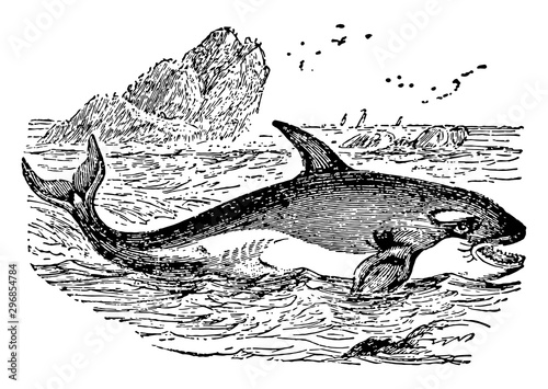 Orca vintage illustration.