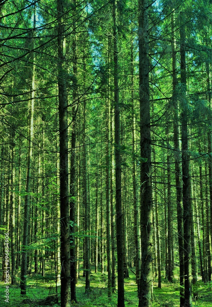 landscape in a pine forest landscape in a pine forest