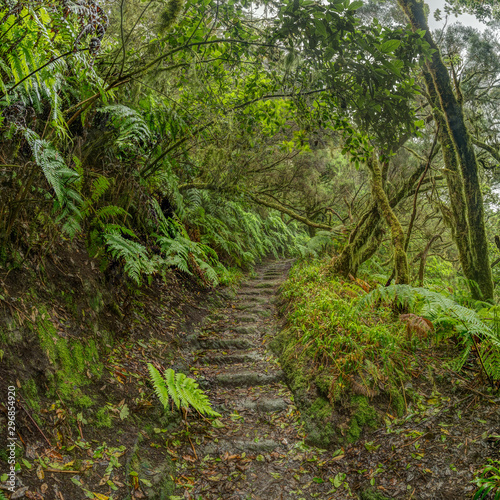 Relict forest on the slopes of the oldest mountain range of the island of Tenerife. Giant Laurels and Tree Heather along narrow winding paths. Paradise for hiking. Square fish eye. Canary Islands