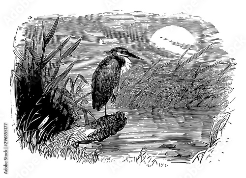 Night Heron vintage illustration. photo