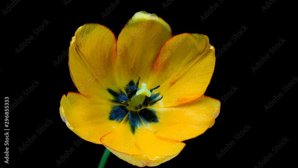 Timelapse of yellow tulip flower blooming on black background, Timelapse of yellow tulip flower blooming on black background,