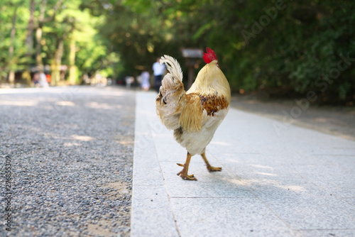 Aichi,Japan-September 11, 2019: A rooster walking on an approch in a shinto shrine photo