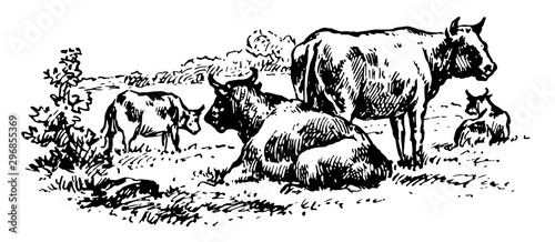 Cattle vintage illustration.