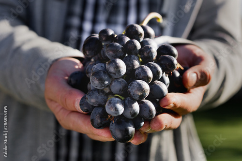 Man crop ripe bunch of black grapes on vine. Male hands picking Autumn grapes harvest for wine making In Vineyard. Cabernet Sauvignon, Merlot, Pinot Noir, Sangiovese grape sort. photo