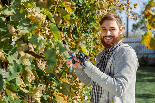 Man crop ripe bunch of black grapes on vine. Vintner man picking Autumn grapes harvest for wine making In Vineyard. Cabernet Sauvignon  Merlot  Pinot Noir  Sangiovese grape sort.