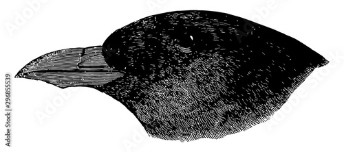 Young Horn billed Auk vintage illustration.