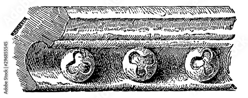 Ball Flower 14th century vintage engraving.