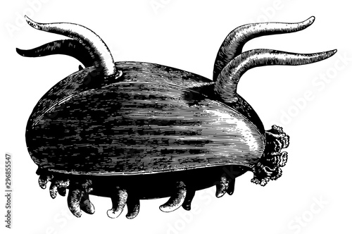 Scotoplana Globosa vintage illustration.