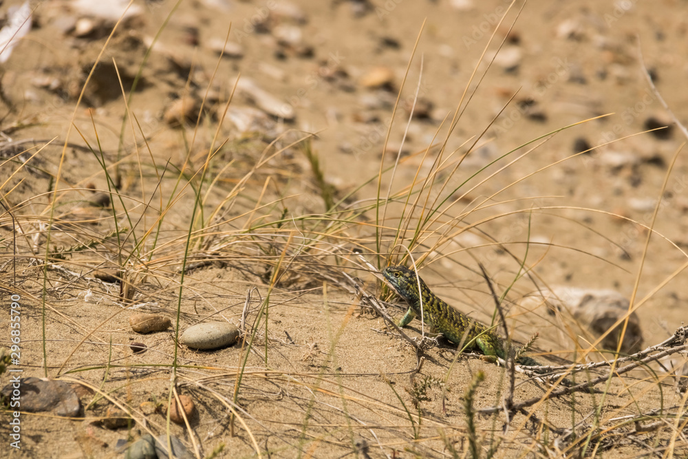 Small lizard camouflaged on the desert sand rocks and grass Small lizard camouflaged on the desert sand rocks and grass