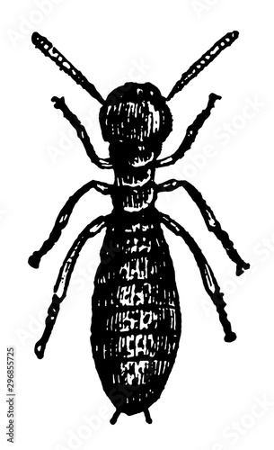 Worker Termes Lucifugus vintage illustration.