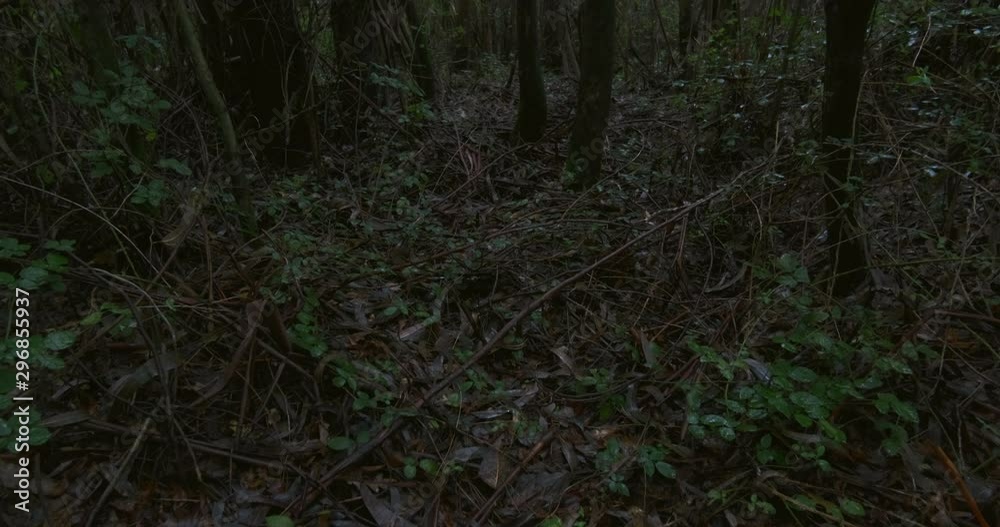 Dense dark forest with thick undergrowth on wet, rainy day in autumn. Pan up. Dense dark forest with thick undergrowth on wet, rainy day in autumn. Pan up.