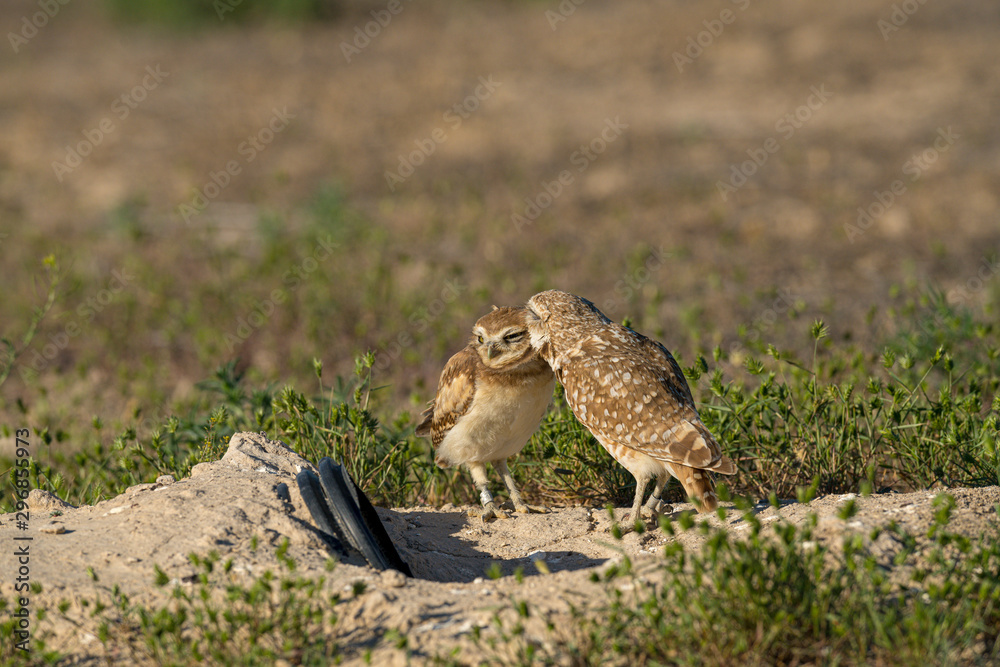 Adult Burrowing Owl grooms a fledgling owl outside their burrow