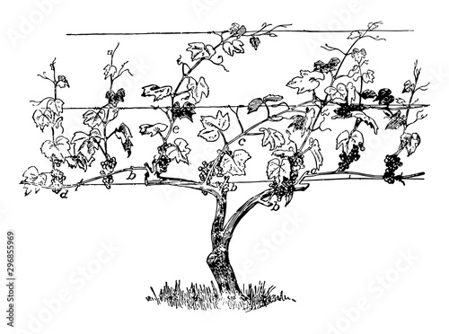 Horizontal Arm Spur System vintage illustration.