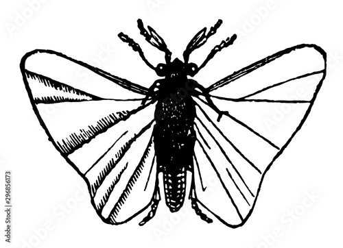 Stylops vintage illustration.