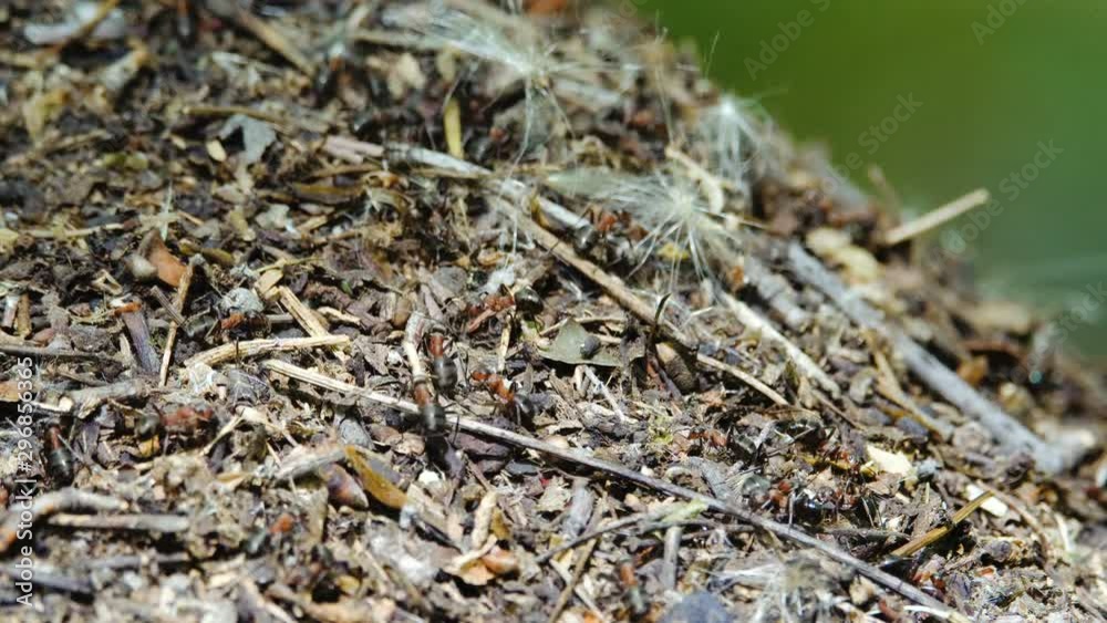 Anthill in the forest close up. A group of ants working Anthill in the forest close up. A group of ants working