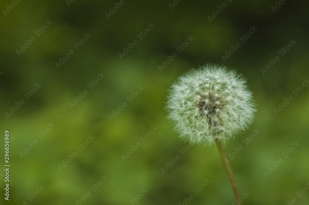 Fluffy dandelion head with seeds dens leonis 