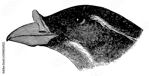 Horn billed Auk in Summer vintage illustration.