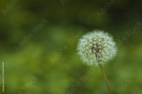 Fluffy dandelion head with seeds dens leonis 