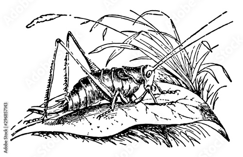 Female Grasshopper vintage illustration.