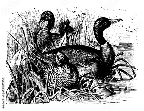 Mallards vintage illustration.