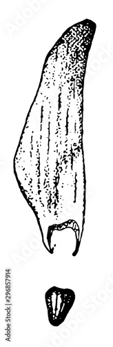 Loblolly pine pinus toeda L.. Two to thirds natural size. seed and wing vintage illustration.