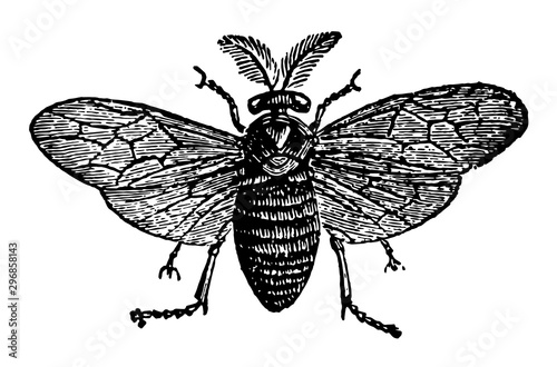 Saw Fly vintage illustration.
