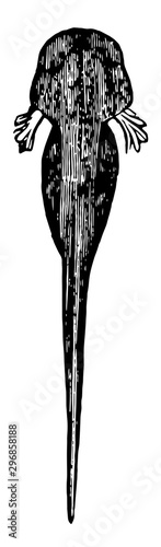 Newly hatched tadpole vintage illustration.
