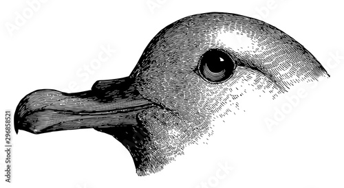Slender billed Fulmar vintage illustration.