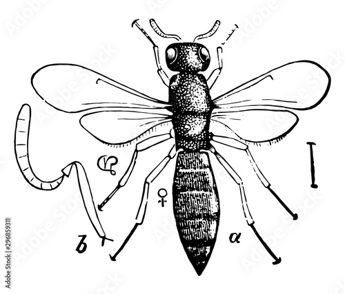 Scelio vintage illustration.