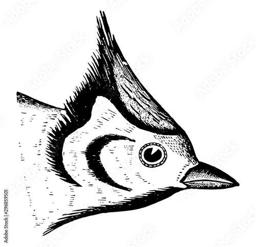 Bridled Titmouse vintage illustration.