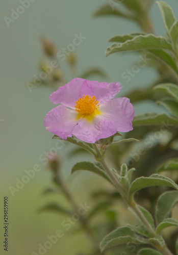 cistus creticus (rock rose), a medical plant used for aromatherapy, naturopathy and bach flowers