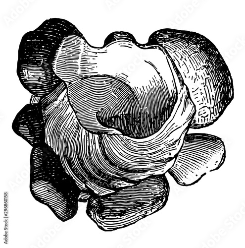 Phorus Conchyliophorus vintage illustration. photo