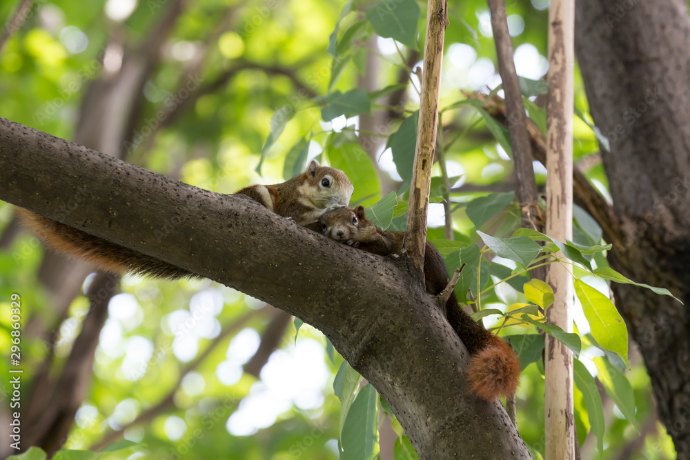 Cute couple squirrel on a tree branch