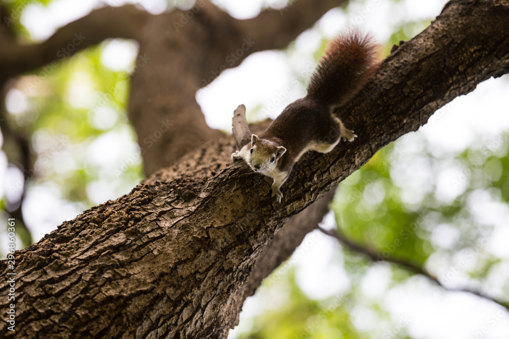 Cute squirrel on a tree looking at camera