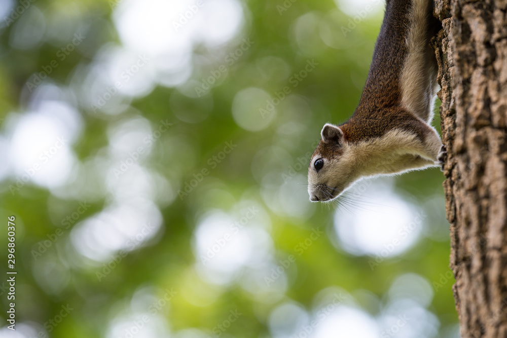 Obraz premium Cute squirrel on a tree looking for food